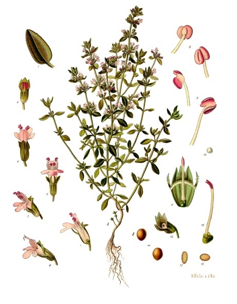 Thymus vulgaris CT thymol